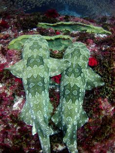 two green and white sea slugs sitting on the bottom of a coral covered in algae