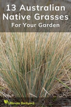 grass with the title 13 australian native grasses for your garden