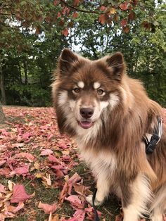 a brown and white dog sitting on top of leaves