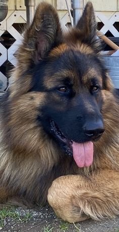 a dog laying on the ground with its tongue hanging out