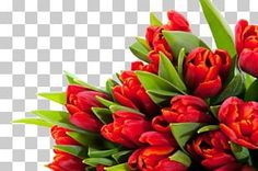 a bouquet of red tulips with green leaves on the stems png clipart