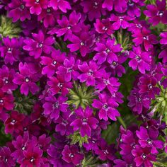 purple flowers with water droplets on them