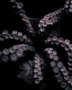 an octopus is seen in this black and white photo