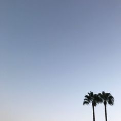 two palm trees are in the foreground with a clear blue sky