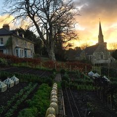 a garden with lots of plants in front of a building and trees on the other side