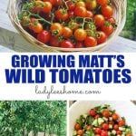 the cover of growing matt's wild tomatoes by ladyhaughs com is shown