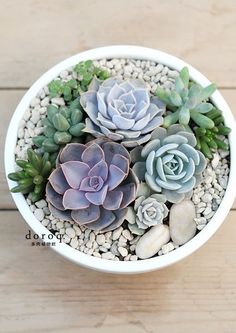 a white bowl filled with lots of succulents