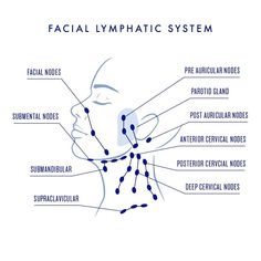 Face Diagram, Nervus Vagus, Yoga Facial, Lymph Nodes, Face Yoga