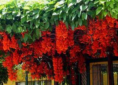 red flowers growing on the side of a building