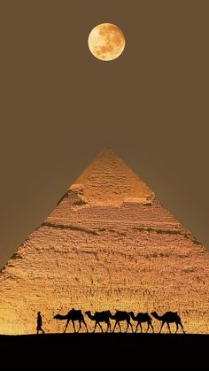 three horses are walking in front of the great pyramid at sunset with a full moon behind them