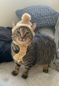 a cat wearing a knitted hat and scarf