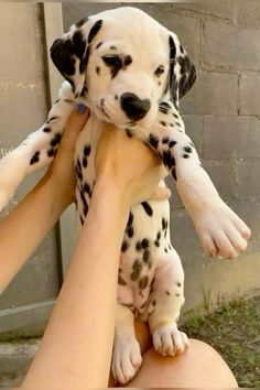 a woman holding a dalmatian puppy in her arms