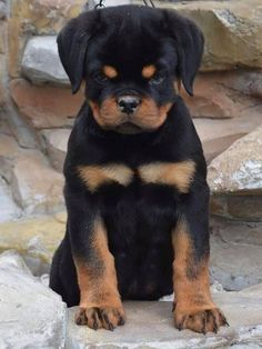 a black and brown dog sitting on top of a rock