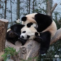 two black and white panda bears sitting on top of a tree