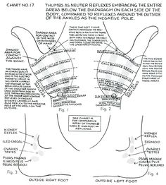 Polarity Therapy Volume 1, Book 2, Chart 17 Muscle Anatomy, Eft Tapping, Michelle Lewin