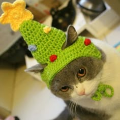 a gray and white cat wearing a green knitted hat