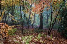 a forest filled with lots of trees covered in fall leaves and ferns on the ground