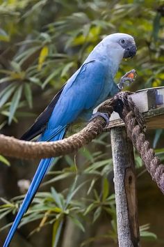 a blue and white bird sitting on top of a tree branch next to a rope