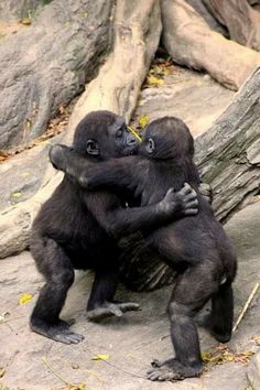 two baby gorillas are playing with each other