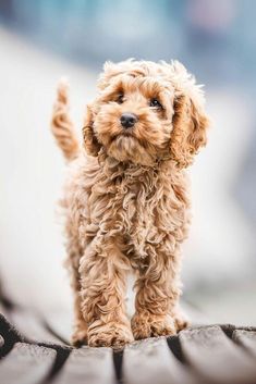 Phteven Dog, Bloodhound Dogs, Reservoir Dogs, Fluffy Dogs, Cute Dogs And Puppies, Cute Animal Pictures, Labradoodle, Baby Dogs