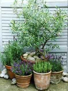 several pots with plants and rocks in them