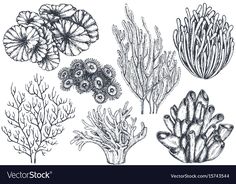 seaweed and corals drawn in pencil on white paper stock photo - illustration of marine life