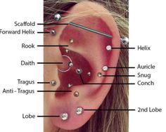 an ear with different types of piercings and their corresponding parts are labeled in this diagram