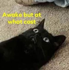 a black cat laying on top of a carpet covered floor