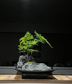 a bonsai tree in a black bowl on a wooden table with rocks and plants