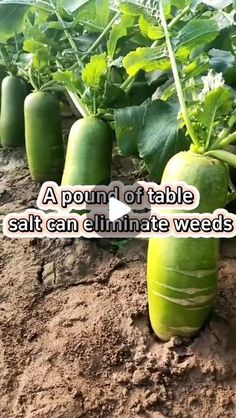 several cucumbers are growing in the dirt with text that reads, a pound of table salt can climate weeds