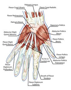 an image of the wrist and hand muscles