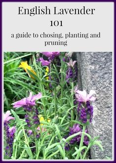 purple flowers growing out of the ground next to a stone wall with words english lavender 101