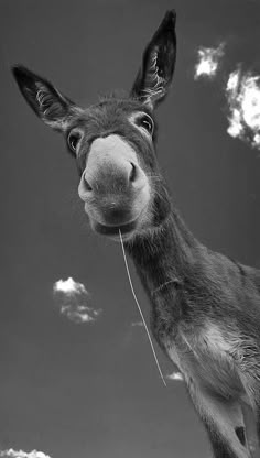 a black and white photo of a donkey looking at the camera with clouds in the background