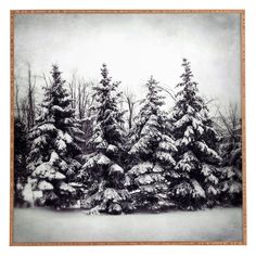 snow covered pine trees in the middle of winter