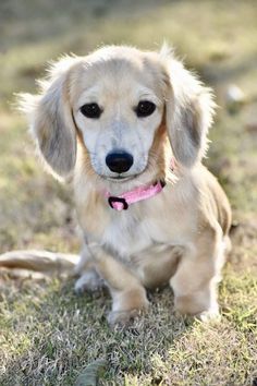 a small brown dog sitting on top of a grass covered field