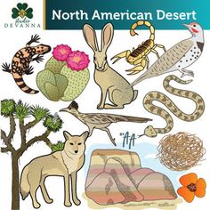 the north american desert with animals and plants