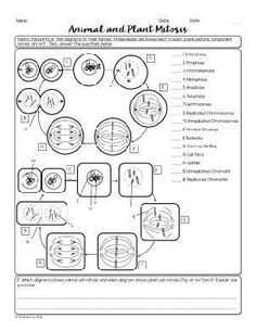 an animal and plant mixture worksheet is shown in the diagram above it's image