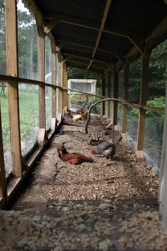 chickens are laying on the ground in an enclosed area