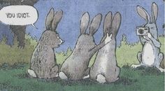 three rabbits sitting in the grass and one is talking to another bunny