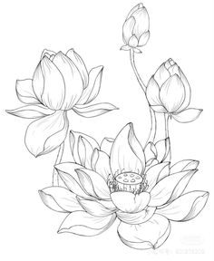 Sketch Vs Final, Lotus Flower Drawing, Lotus Flower Art, Lotus Painting, Print Design Art, Pichwai Paintings, Art Drawings Sketches Creative