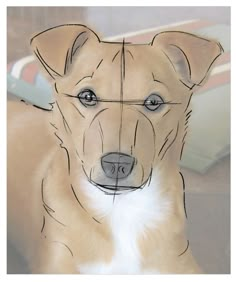 a drawing of a dog's face with the words how to sketch your dog from a photo