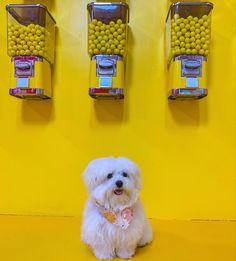 a small white dog sitting in front of some vending machines with yellow balls on them