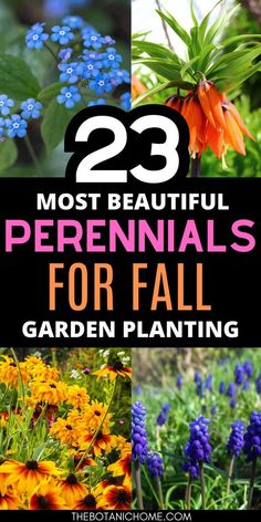 flowers and plants with the title 23 most beautiful perennials for fall garden planters