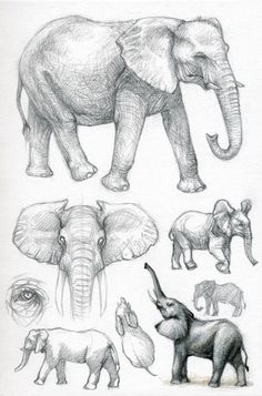 an elephant is shown in several different poses and sizes, including the tusks