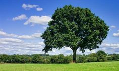 a large green tree in the middle of a field with blue sky and clouds above it