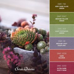 the color scheme for different types of succulents