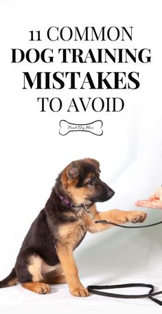 a dog is being trained to use a training collar with the words, i common dog training mistakes to avoid