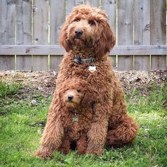 two brown dogs sitting in the grass next to a fence