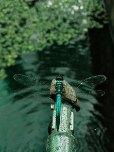 a blue dragonfly sitting on top of a green pole next to some water and trees