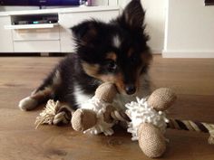 a dog chewing on some toys on the floor